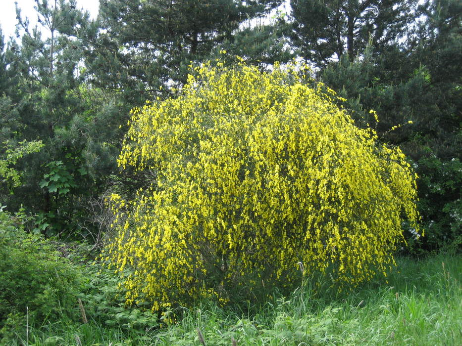 Shrub